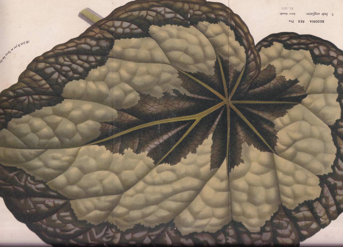 アンティーク植物画胡蝶蘭原種ボタニカルアート着色石版画 の商品