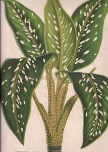 フランスアンティーク 博物画 植物画『FIEFFENBACHIA　GIGANTEA』 多色刷り石版画　ボタニカルアート