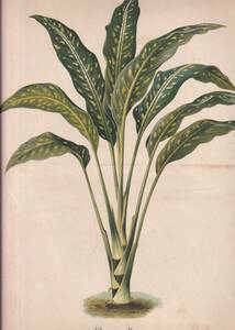 フランスアンティーク 博物画 植物画『l’lＬLUSTRATION　HORTICLE』 多色刷り石版画　ボタニカルアート