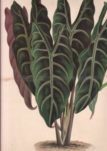 フランスアンティーク 博物画 植物画『ALOCASIA　CHANTRIERIANA』 多色刷り石版画　ボタニカルアート