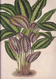 フランスアンティーク 博物画 植物画『CALATHEA　LINDENI』 多色刷り石版画　ボタニカルアート