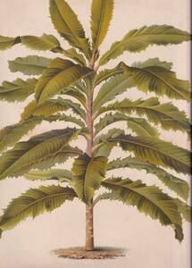 フランスアンティーク 博物画 植物画『L’ｌLlustration　ＨORTICOLE』 多色刷り石版画　ボタニカルアート