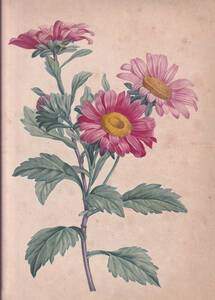 フランスアンティーク 博物画 植物画『ASTER CHINKSIS』 多色刷り石版画　ボタニカルアート