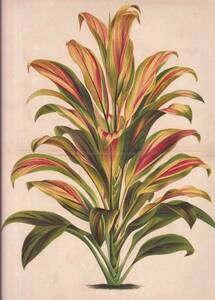 フランスアンティーク 博物画 植物画『DRACAENA　ROBINSONIANA』 多色刷り石版画　ボタニカルアート