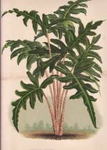 フランスアンティーク 博物画 植物画『SCHIZOCASIA　REDNIERI』 多色刷り石版画　ボタニカルアート_画像1