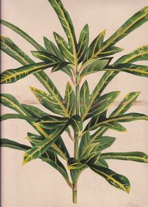 フランスアンティーク 博物画 植物画『CROTON　HASTIFIERUM』 多色刷り石版画　ボタニカルアート