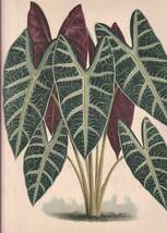 フランスアンティーク 博物画 植物画『ALOCASIA　LUCIANI』 多色刷り石版画　ボタニカルアート_画像1