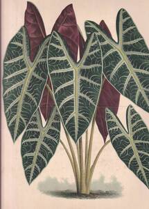 フランスアンティーク 博物画 植物画『ALOCASIA　LUCIANI』 多色刷り石版画　ボタニカルアート