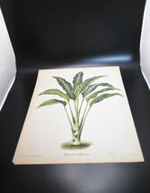 フランスアンティーク 博物画 植物画『l’lＬLUSTRATION　HORTICLE』 多色刷り石版画　ボタニカルアート_画像2