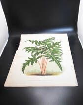 フランスアンティーク 博物画 植物画『SCHIZOCASIA　REDNIERI』 多色刷り石版画　ボタニカルアート_画像2