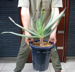 [ reality goods ][ large stock ] many head aloe *p licca ti squirrel (Aloe plicatilis)8 number pot P8 number 