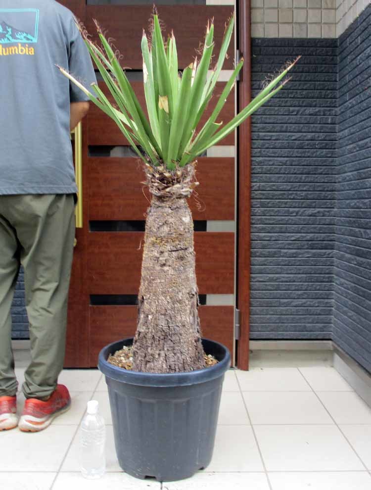 現品】ユッカ・ファクソニアーナ yucca faxoniana 13号 B番-