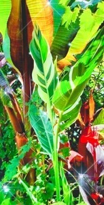 耐寒 斑入り【 カンナ canna Schduagert 】ハワイ バリ島 沖縄 奄美 の 南国 熱帯 トロピカル アガベ ガーデン 作成