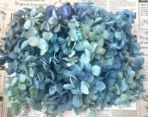  preserved flower hole bell hydrangea 20g rom and rear (before and after) blue lilac 