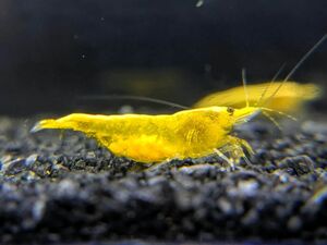  yellow Cherry shrimp 20 pcs # shadow shrimp # Cherry shrimp # bee shrimp 