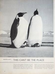 稀少！1967年雑誌記事/ペンギン/親子/Miscellany/A