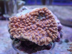 №8 Common Sango SP Orange Base Blue Polyp |