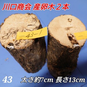 [ postage included ] production egg tree No.43 { Kawaguchi association } 2 ps high class brand talent . three . mountain ... sawtooth oak, timber ho da tree stag beetle production egg larva breeding 