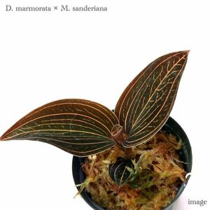 ドッシニア マルモラータ × マコデス サンデリアーナ 2寸 (ジュエルオーキッド 宝石蘭 Dossinia marmorata × Macodes sanderiana)
