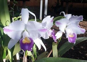 C. trianae x sib (alba x coerulea pincelada 'Majestade') 洋蘭 原種