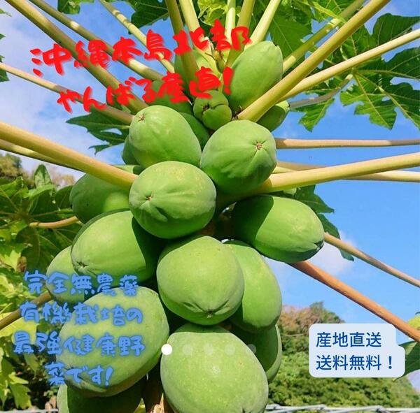 とれたて島野菜！沖縄産青パパイヤおまかせ2.5kg以上！サラダや炒め物にも！