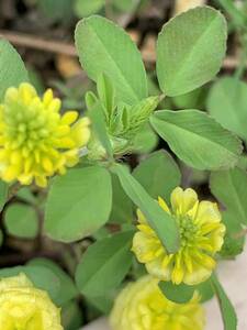 トリフォリウム　くす玉爪草　種　30粒以上