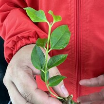 Y200「美株」Hoya medinillifolia (Borneo) WILD【9/16輸入・ホヤ・メディニリフォリア・水苔または樹皮巻き】_画像2