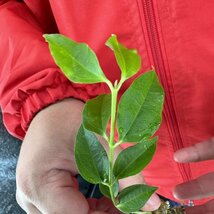 Y200「美株」Hoya medinillifolia (Borneo) WILD【9/16輸入・ホヤ・メディニリフォリア・水苔または樹皮巻き】_画像1