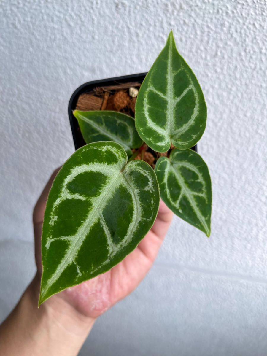 ヤフオク! -「アンスリウム」(モンステラ) (観葉植物)の落札相場・落札価格