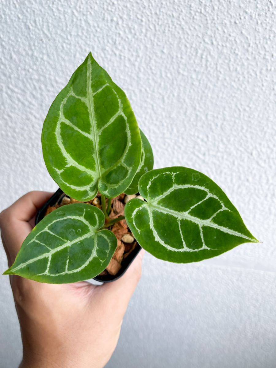 ヤフオク! -「アンスリウム」(モンステラ) (観葉植物)の落札相場・落札価格