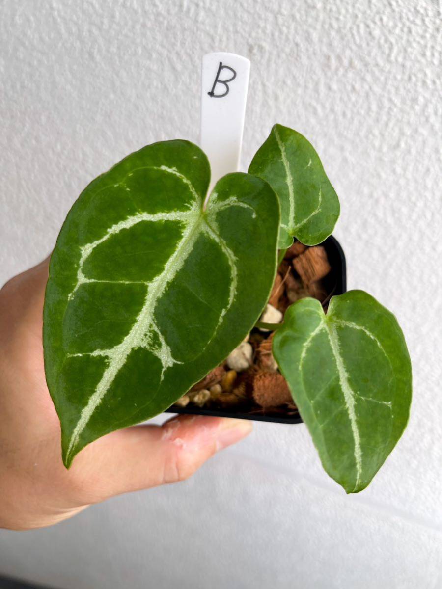 ヤフオク! -「アンスリウム」(モンステラ) (観葉植物)の落札相場・落札価格