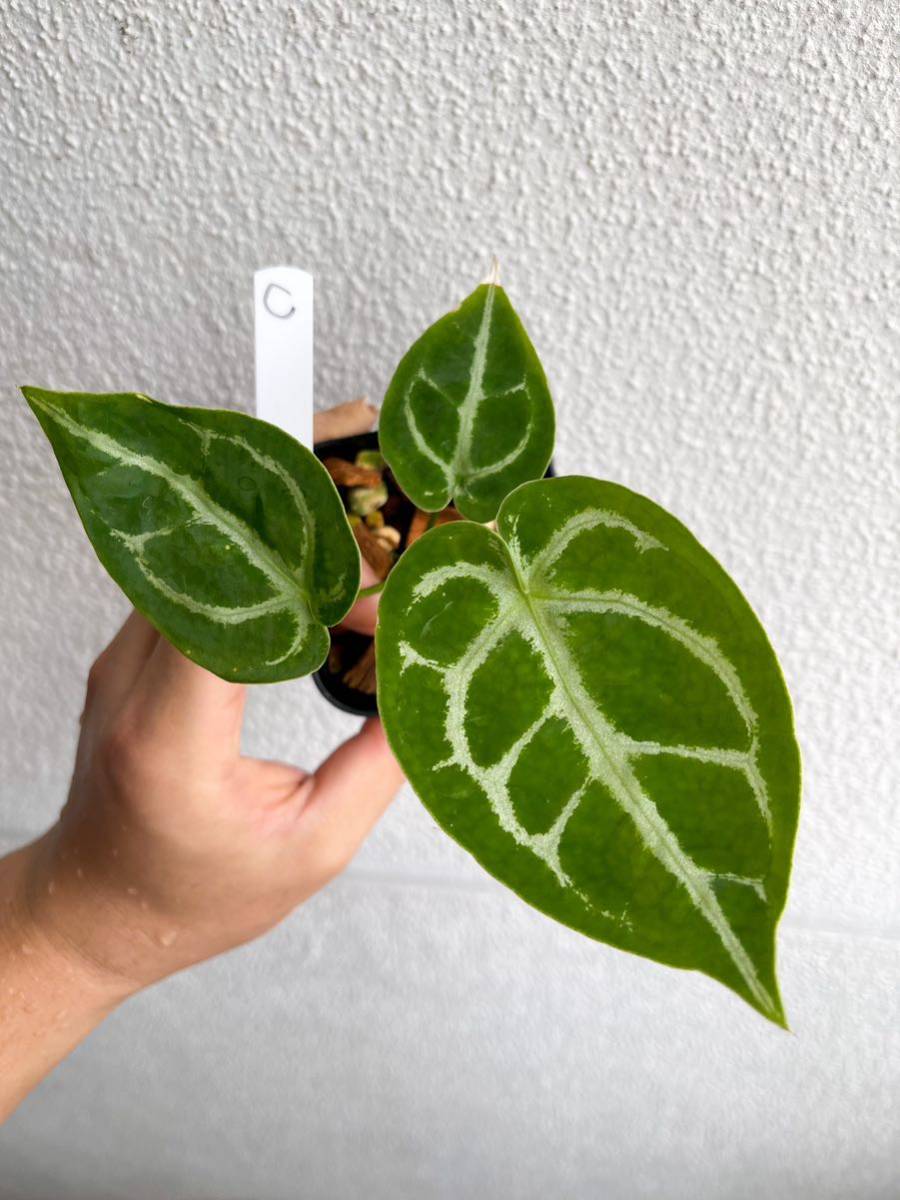 ヤフオク! -「アンスリウム」(モンステラ) (観葉植物)の落札相場・落札価格