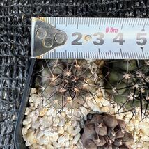 Copiapoa sp3本　実生 （黒王丸×カルデナラ）×dura （cinerea×calderana）×dura _画像7