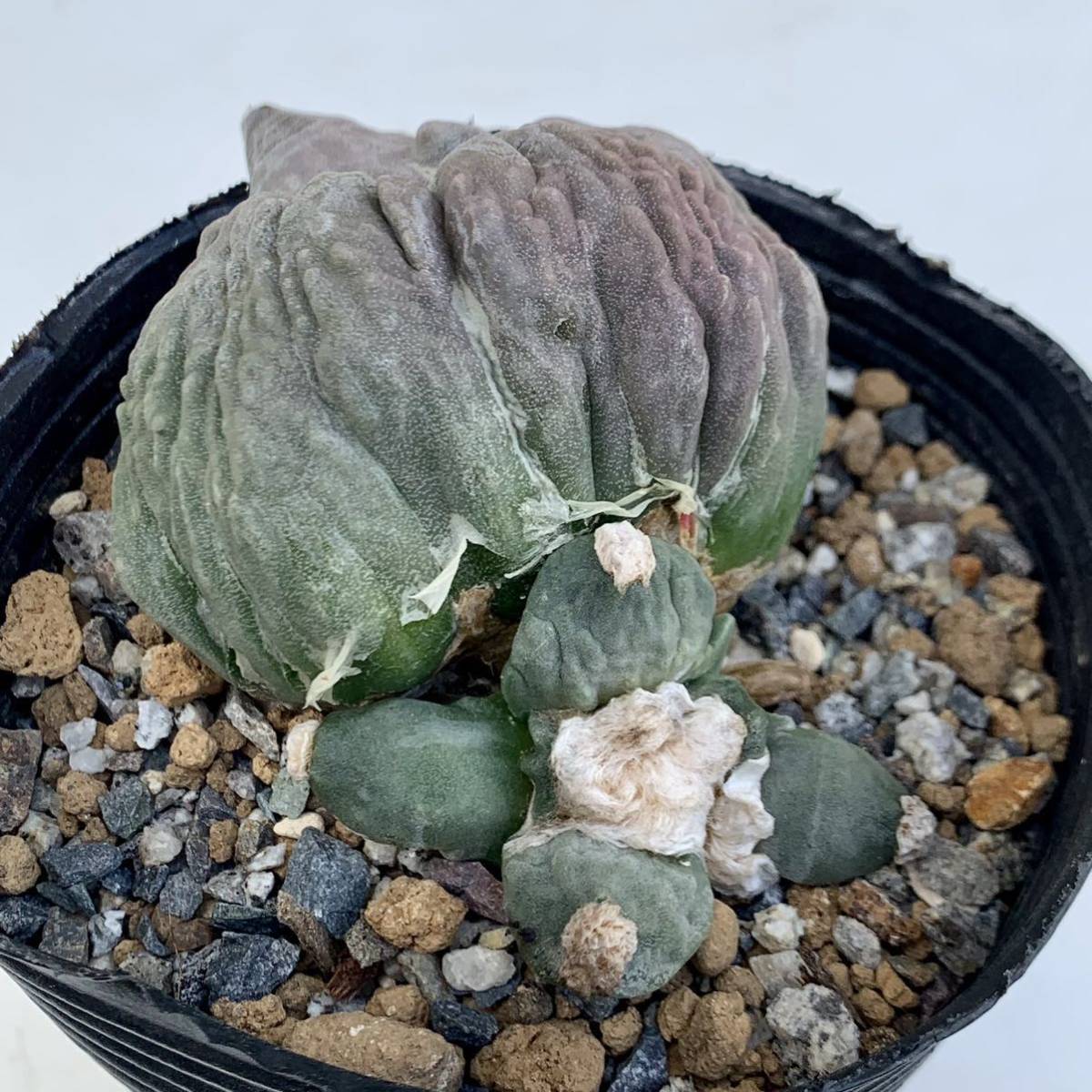 5 花牡丹モンストカキコ自根(葉挿し)・サボテン多肉植物| JChere雅虎