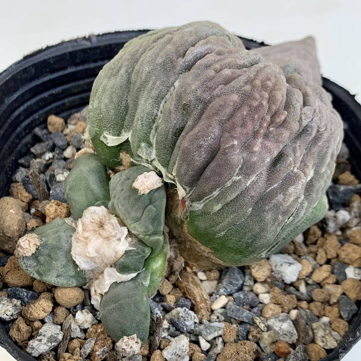 5 花牡丹モンストカキコ自根(葉挿し)・サボテン多肉植物| JChere雅虎
