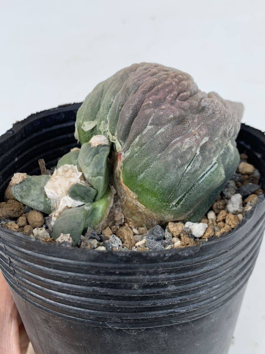 5 花牡丹モンストカキコ自根(葉挿し)・サボテン多肉植物| JChere雅虎