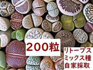 多肉植物 メセン リトープス種子200粒以上