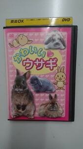  симпатичный заяц DVD