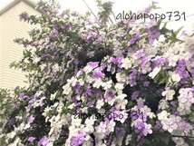 ニオイバンマツリ　挿し穂３本　挿し木用　紫～白のジャスミンのような良い香りのお花がたくさん咲きます_画像2