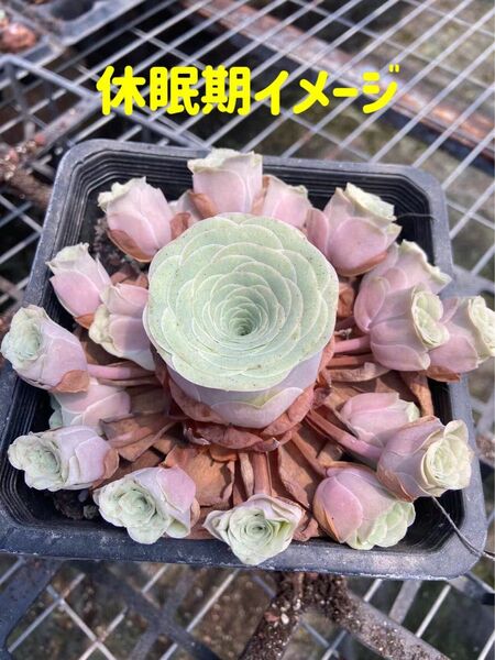 レア新種　多肉植物　グリーノビア　薫ローズ　2株1セット