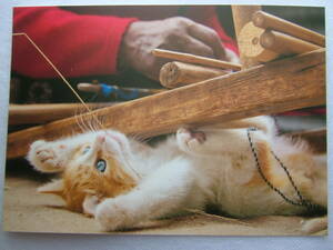 . cat postcard ①