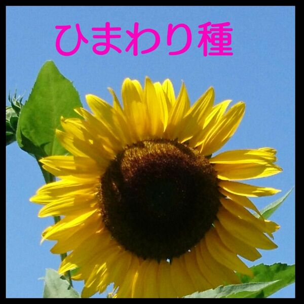 太陽の花 ひまわり種