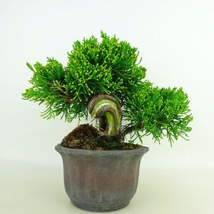  bonsai genuine Kashiwa height of tree approximately 18cm....Juniperus chinensissin Park * car li~ hinoki . evergreen tree .. for small goods reality goods 