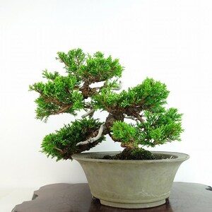 盆栽 真柏 樹高 約21cm しんぱく Juniperus chinensis シンパク “ジン シャリ” ヒノキ科 常緑樹 観賞用 現品