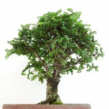 盆栽 楡欅 樹高 約20cm にれけやき Ulmus parvifolia ニレケヤキ 八房 ニレ科 落葉樹 観賞用 小品 現品_画像4