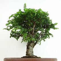 盆栽 楡欅 樹高 約20cm にれけやき Ulmus parvifolia ニレケヤキ 八房 ニレ科 落葉樹 観賞用 小品 現品_画像3