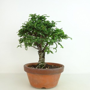  bonsai elm zelkova height of tree approximately 20cm elm zelkova Ulmus parvifolianirekeyaki..nire. deciduous tree .. for small goods reality goods 