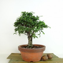 盆栽 楡欅 樹高 約20cm にれけやき Ulmus parvifolia ニレケヤキ 八房 ニレ科 落葉樹 観賞用 小品 現品_画像2