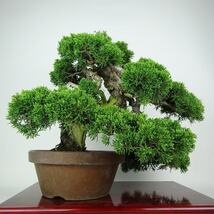 盆栽 真柏 樹高 上下 約45cm しんぱく 高級盆栽 Juniperus chinensis シンパク “ジン シャリ” ヒノキ科 常緑樹 観賞用 現品_画像3