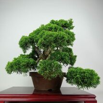 盆栽 真柏 樹高 上下 約45cm しんぱく 高級盆栽 Juniperus chinensis シンパク “ジン シャリ” ヒノキ科 常緑樹 観賞用 現品_画像4